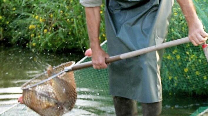Fischzuchtmeister Lutz Weißbrodt hat den Kescher voller Karpfen. Fotos: Johanna Blum