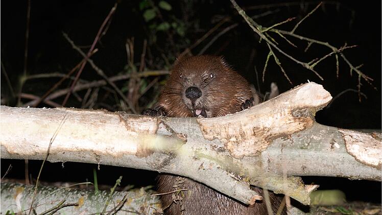 Bamberg: Spaziergang am Wasser - deshalb solltest du deinen Hund unbedingt anleinen