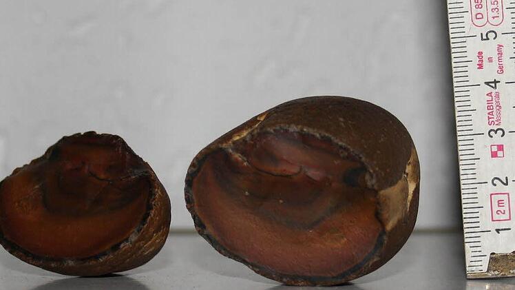 Dieser Fund aus dem Jahr 1972, zwischen Brünn und Bramberg gemacht, hält Bernhard Herrmann aus Untersteinach für ein mögliches Meteoriten-Überbleibsel. Experten hegen aber Zweifel. Foto: pr