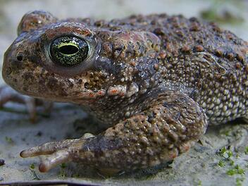 Für die seltene Kreuzkröte wird es eng in Spittelstein: Ihr Lebensraum, eine Sandgrube, soll zugeschüttet werden. Die Untere Naturschutzbehörde im Coburger Landratsamt ist alles andere als begeistert von diesem Vorhaben. Foto: LBV Coburg / Ritschi Brode