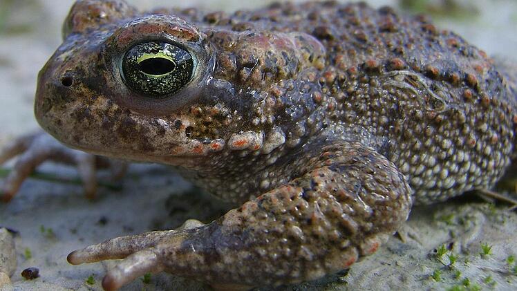 Für die seltene Kreuzkröte wird es eng in Spittelstein: Ihr Lebensraum, eine Sandgrube, soll zugeschüttet werden. Die Untere Naturschutzbehörde im Coburger Landratsamt ist alles andere als begeistert von diesem Vorhaben. Foto: LBV Coburg / Ritschi Brode