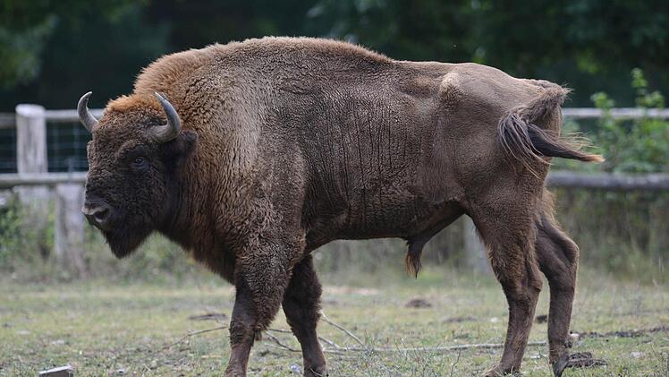 Ein Wisent, aufgenommen im Gehege im Wildtierpark Edersee. Foto: Uwe Zucchi/dpa-Archiv