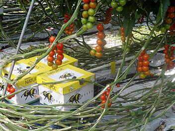 Hummelkartons stehen in den Gewächshäusern unter den Tomaten. Die Hummeln werden zur Bestäubung eingesetzt.  Fotos: es