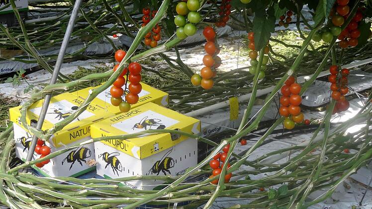Hummelkartons stehen in den Gewächshäusern unter den Tomaten. Die Hummeln werden zur Bestäubung eingesetzt.  Fotos: es