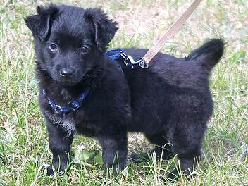 Hundem&auml;dchen Winnie sucht ein Zuhause. Foto: Tierheim