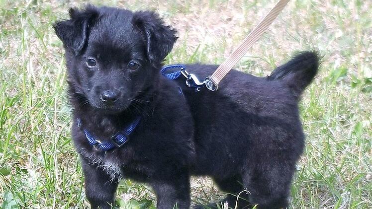 Hundem&auml;dchen Winnie sucht ein Zuhause. Foto: Tierheim