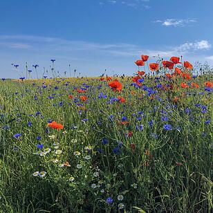Die schönsten Sommerfotos aus Haßfurt und Umgebung