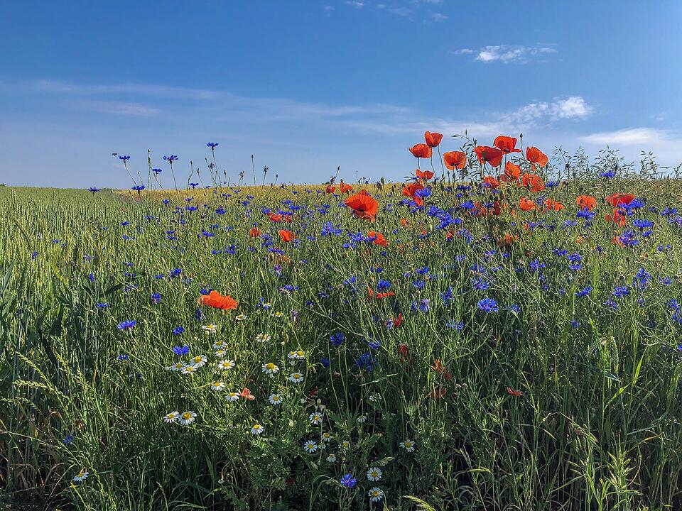 Die schönsten Sommerfotos aus Haßfurt und Umgebung