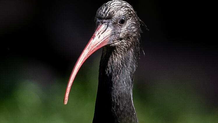 N&uuml;rnberg: "Stark gef&auml;hrdete" V&ouml;gel des Tiergartens ausgewildert - "erfolgreiche Kooperation"