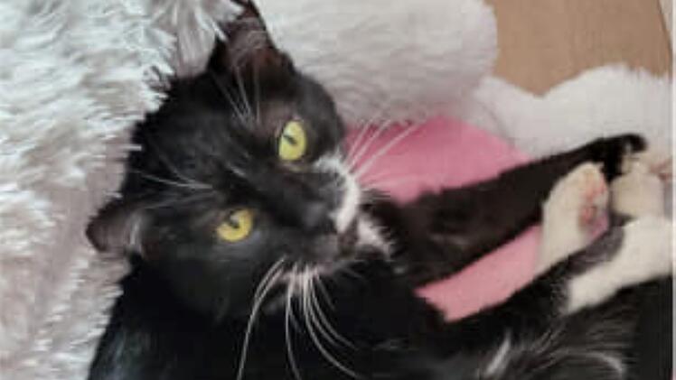 Tierheim Pfaffengrün: Familie muss Katze Susi schweren Herzens abgeben - "viele Tränen geflossen"