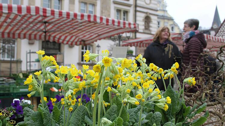 Die ersten Frühlingsblumen für Schalen und Kästen kaufen die Kulmbacher natürlich auch auf dem Wochenmarkt. Foto: Sonja Adam