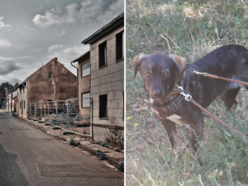 Tierheim Bamberg: Hund Benji aus Rumänien sucht ein neues Zuhause