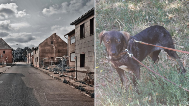 Tierheim Bamberg: Hund Benji aus Rumänien sucht ein neues Zuhause