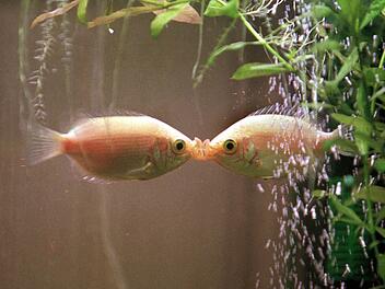 K&uuml;ssende Fische