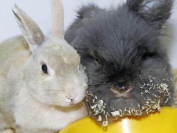 Friede und Duxer wollen gemeinsam alt werden. Foto: Tierheim