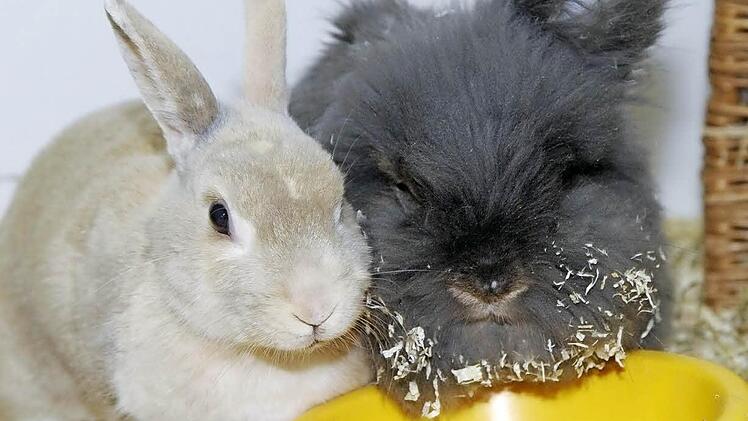 Friede und Duxer wollen gemeinsam alt werden. Foto: Tierheim