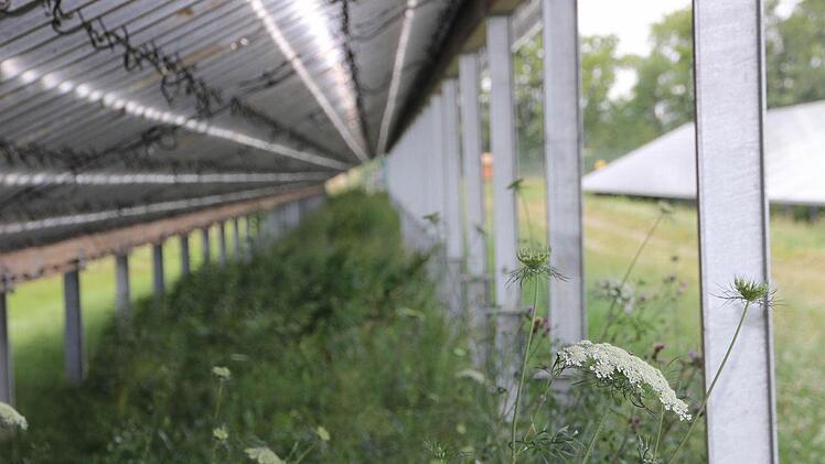 Unter den schräg aufgeständerten Solarmodulen wachsen viele Pflanzen. Foto: Diana Fuchs