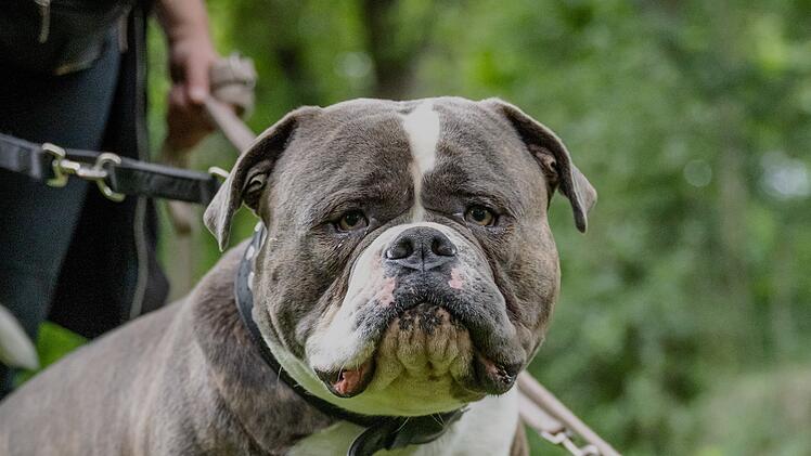 Olde Old English Bulldogge