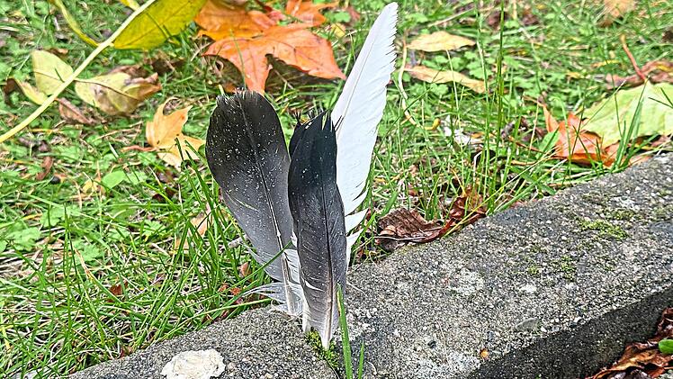 Kulmbach: Unbekannte locken Tauben an und t&ouml;ten sie