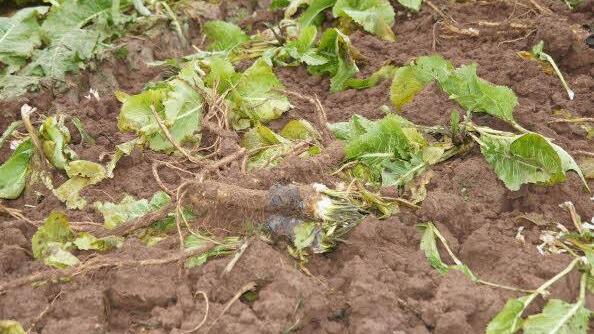 Foto: Heike Reinersmann