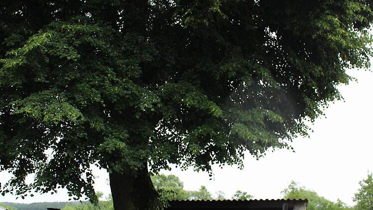 Die Wurzeln der alten Linde haben bereits das Pflaster angehoben. Die Mehrheit der Simmersdorfer sei für die Entfernung des Baumes, war beim Ortstermin zu hören. Foto: Evi Seeger