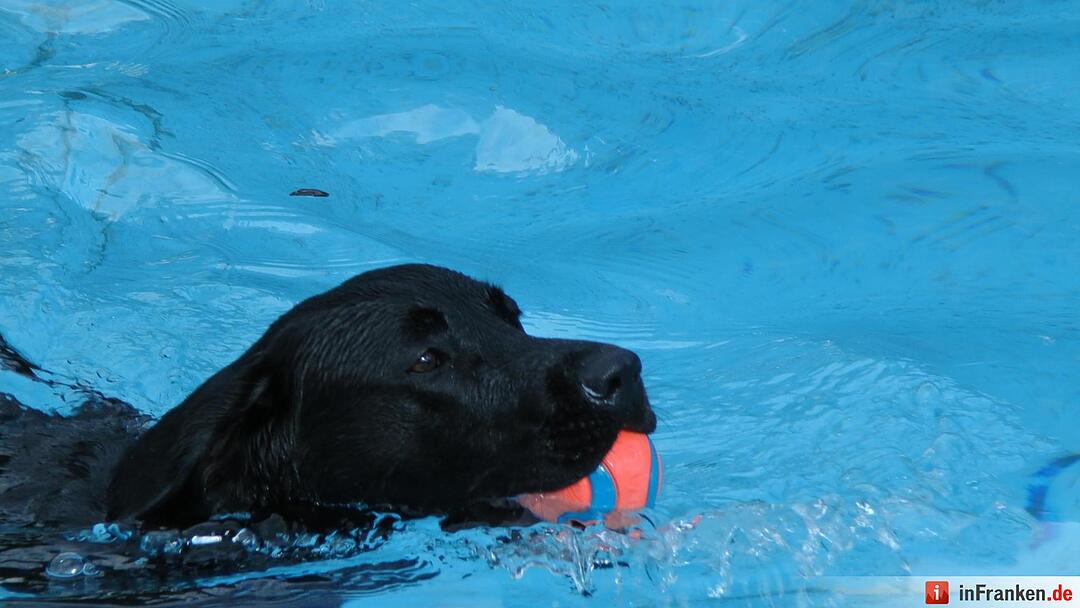 Hundebadetag im Freibad Eltmann
