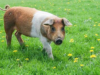 Ein Rotbuntes Husumer Schwein auf der Wiese. Tiere dieser Rasse möchte sich das Ehepaar Fries in Maineck anschaffen. Foto: Martina Winkler