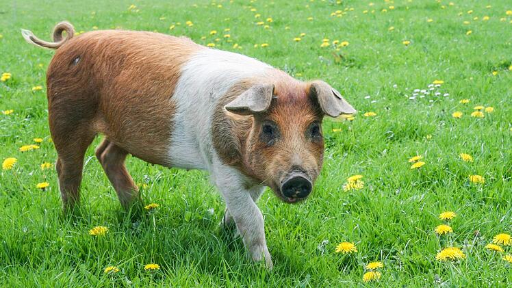 Ein Rotbuntes Husumer Schwein auf der Wiese. Tiere dieser Rasse möchte sich das Ehepaar Fries in Maineck anschaffen. Foto: Martina Winkler