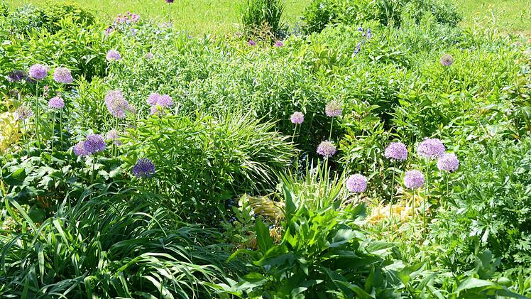 Dieses Beet ist über die Jahre in die Breite gewachsen. Anita Heerdegenhat in ihrem Garten in Guttenberg immer wieder neue Stauden dazu gepflanzt. Zu jeder Jahreszeit blüht hier etwas. Foto: Dagmar Besand