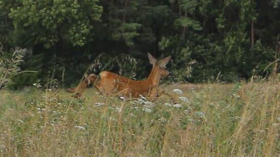 Der Fasan ist entwischt, aber das Reh konnte unsere Fotografin noch ablichten. Foto: Barbara Herbst