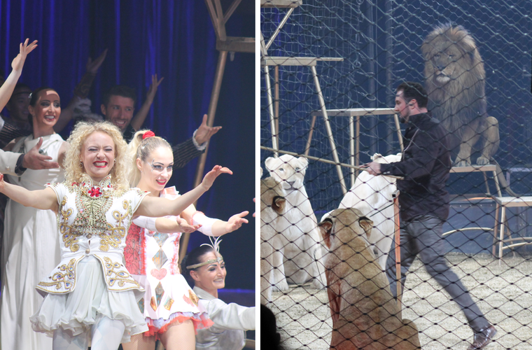 Coburg: Circus Krone feiert Premiere - Tierschützer kündigen Protestaktion an