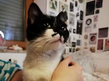 Tierheim Coburg: Junge Katze erlebt Odysee - Tierschützerin richtet Appell an Besitzer