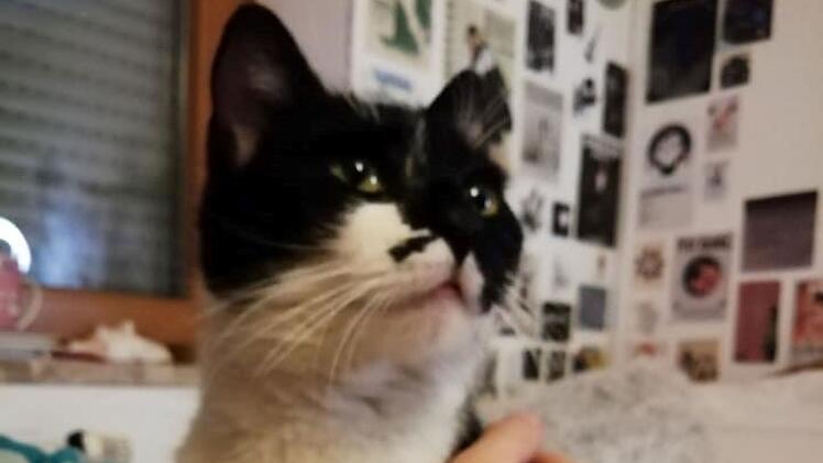 Tierheim Coburg: Junge Katze erlebt Odysee - Tierschützerin richtet Appell an Besitzer