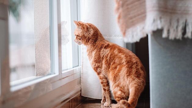 Hof: Hausmeister hört tagelang Katze miauen - Halterin (24) ließ sie alleine