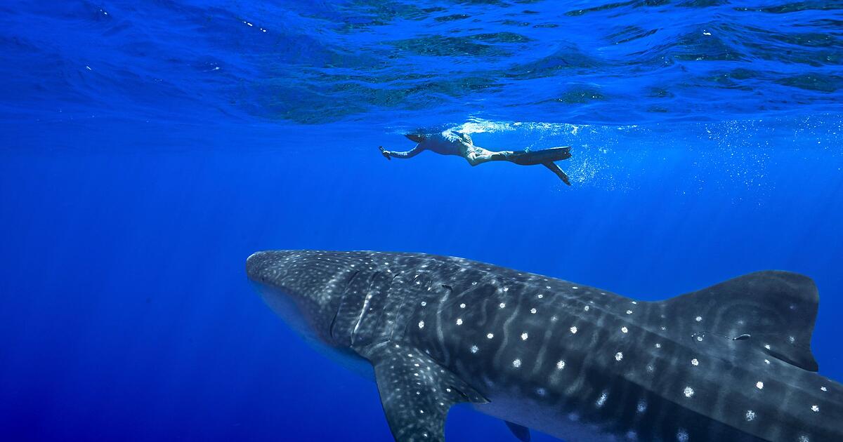Artenschutzkonferenz-Elefanten-Haie-und-Aale-im-Visier