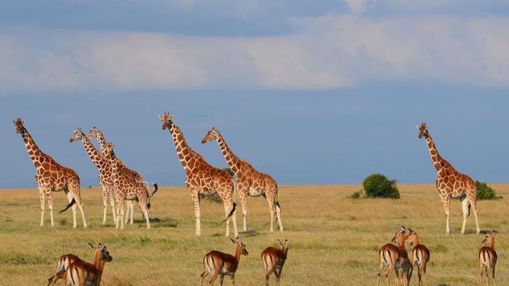 Die Giraffen sind weithin zu sehen. Günther Schneider