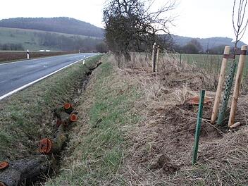 An der Kreisstraße bei Draisdorf fällten Arbeiter des Kreisbauhofes alte Obstbäume. Inzwischen wurde Ersatz gepflanzt. Foto: Matthias Einwag