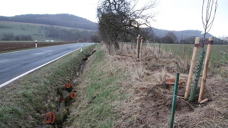 An der Kreisstraße bei Draisdorf fällten Arbeiter des Kreisbauhofes alte Obstbäume. Inzwischen wurde Ersatz gepflanzt. Foto: Matthias Einwag