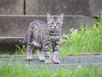 Tierschutzverein Rehau appelliert nach Unfall mit Katze - "bitte gebt dem Tier eine Chance" Tierschutzverein Rehau appelliert nach Unfall mit Katze - "bitte gebt dem Tier eine Chance"