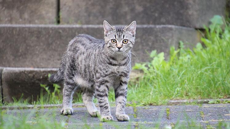 Tierschutzverein Rehau appelliert nach Unfall mit Katze - "bitte gebt dem Tier eine Chance"