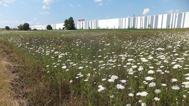 Diese Wiese wurde in Kersbach 2013 als Ausgleichsfläche angelegt. Foto: p