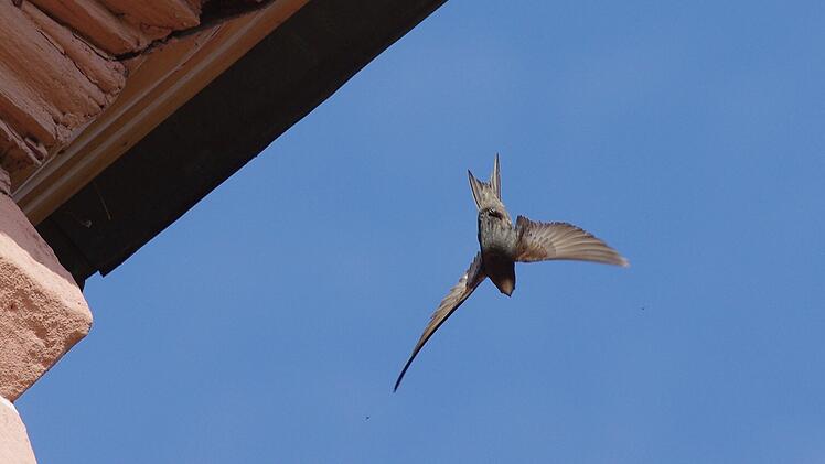 Bamberg: Gro&szlig;es Projekt f&uuml;r Biodiversit&auml;t - Bamberg baut Wohnungen f&uuml;r Mauersegler