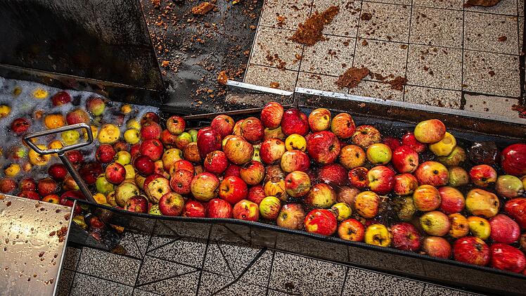 Obstkelterei, Kelterei: Äpfel werden zur Presse transportiert