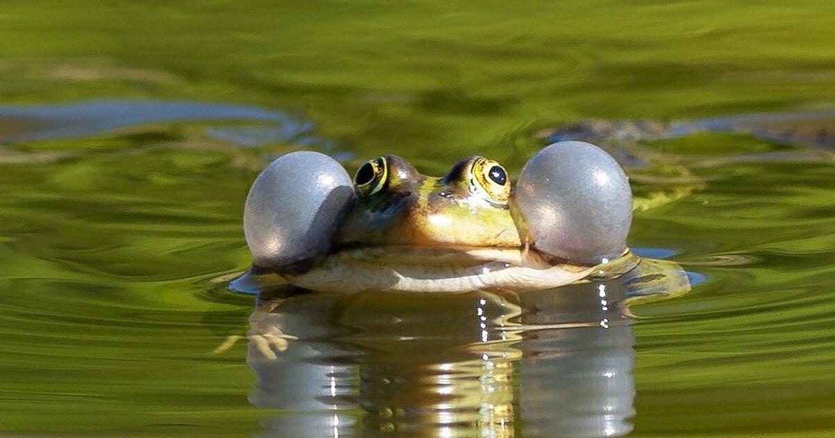 Froschschenkel-Weltartenkonferenz-stellt-Tiere-unter-Schutz