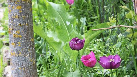 Tulpen zieren den Garten und verleihen ihm Farbtupfer.