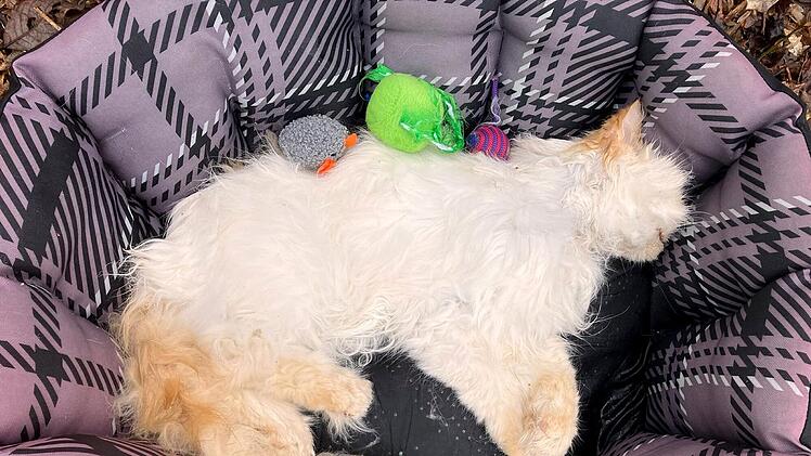 Tierheim Hof teilt furchtbare Bilder: "Habe so etwas noch nie erlebt"