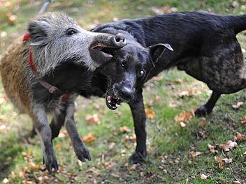 Bei freilaufenden Hunden besteht immer ein Rest-Risiko, dass sie Wild aufstöbern und jagen.  Foto: Archiv/dpa