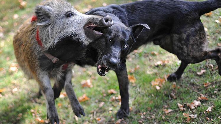 Bei freilaufenden Hunden besteht immer ein Rest-Risiko, dass sie Wild aufstöbern und jagen.  Foto: Archiv/dpa