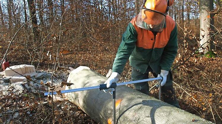 Holz ist ein wichtiger Rohstoff im Bereich der Energiewende geworden. Auf unserem Foto vermisst Forstwirt Thomas Morawietz im Bad Bockleter Gemeindwald einen Buchenstamm.  Foto: Archiv/Stefan Geiger