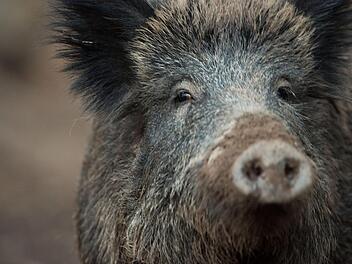 Wildschweine, die kontaminierte Speisereste fressen: Diese Form der Übertragung fürchten die Veterinäre, Jäger und Bauern am meisten. Besonders Raststationen an Autobahnen sind Gefahrenherde.  Foto: Lino Mirgeler/dpa